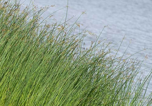 Nature Photo 釧路